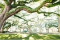 Liveoak trees in the Savannah historic district on a sunny morning