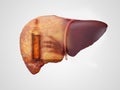 Liver and alcohol addiction double exposure