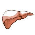 Liver anatomical hand drawn icon. Prevention and treatment of hepatic diseases.