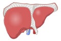 Liver