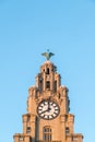 Liver Bird above a clock tower Royalty Free Stock Photo