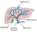 Liver blood supply