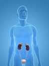 Liver cancer