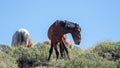 Liver chestnut dark bay wild horse stallion in the Salt River wild horse management area near Scottsdale Arizona USA Royalty Free Stock Photo