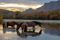 Chestnut stallion with his small band of wild horses grazing on underwater grass at sunset in Salt River. Royalty Free Stock Photo