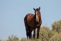 Liver chestnut wild horse stallion in the Salt River wild horse management area near Mesa Arizona USA Royalty Free Stock Photo