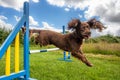 Working cocker spaniel sprocker on jumping dog agility