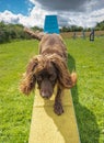 Working cocker spaniel sprocker on seesaw doing agility