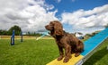 Working cocker spaniel sprocker on seesaw doing agility