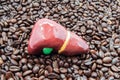 Liver and coffee or caffeine. Anatomical liver figure lying on roasted coffee beans. Influence and effects of coffee or caffeine o Royalty Free Stock Photo