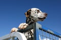 A liver coloured dalmatian in Australia.