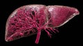 Detailed View of the Liver Organ Showing Its Structure in a 3D Representation From a Human Body Anatomy Perspective Royalty Free Stock Photo