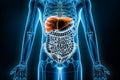 Liver 3D rendering illustration. Anterior or front view of the human digestive system and gastrointestinal tract or bowels.