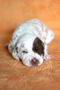 Liver Dalmatian puppy with patch