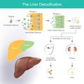 The liver detoxification. Illustration info graphic. Royalty Free Stock Photo