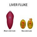 Liver fluke. Hepatic fluke. The egg trematode. Set. Infographics. Vector illustration on isolated background. Royalty Free Stock Photo