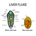 Liver fluke structure. Hepatic fluke. Egg trematodes structure. Set. Infographics. Vector illustration on isolated background.