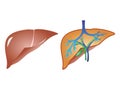 Liver and gall anaromy vector