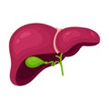 Isolated vector illustration graphic of a human liver and gallbladder Royalty Free Stock Photo