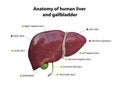 Liver and gallbladder anatomy structure. hepatic system organ, Human liver for medical drugs, pharmacy and education design. 3D Royalty Free Stock Photo