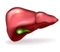 Liver and gallbladder