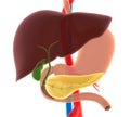 Liver, Gallbladder, and Pancreas Anatomy Royalty Free Stock Photo