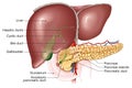 Liver, gallbladder and pancreas, labeled, anatomical illustration