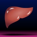 Liver - Healthcare - Science - Medical Treatment - Organ - The liver is an organ about the size of a football.