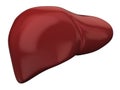 Liver - hepatobiliary system Royalty Free Stock Photo