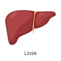 Liver of human . Cartoon design . Isolated . Vector