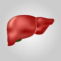 Liver of human . Hepatobiliary system . Realistic design . Isolated . Vector illustration