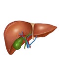 Liver