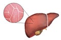 Liver illustration and micrograph Royalty Free Stock Photo