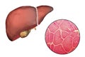 Liver illustration and micrograph Royalty Free Stock Photo