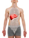 Liver Male - Internal Organs Anatomy - 3D illustration