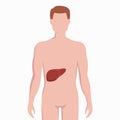 Liver on man body silhouette vector medical illustration isolated on white background. Human inner organ placed in bady