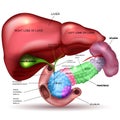 Liver, pancreas, gallbladder