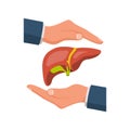 Liver protection. Safety human. The doctor's hands protect the human liver.