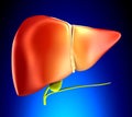 Liver Real Human Anatomy on blue background