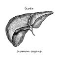 Liver. Realistic hand-drawn icon of human internal organs. Engraving art. Sketch style. Design concept for your medical Royalty Free Stock Photo
