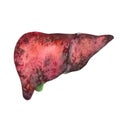 Realistic watercolor human liver