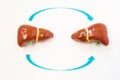 Liver transplantation concept. Two 3D model of human liver are opposite one another with arrows from one to another. Photo or illu