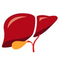 Liver vector cartoon, human internal organ