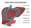 Liver veins and arteries. Human internal organ anatomy with arterial