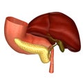 Liver