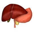 Liver