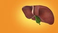 The medical structure of the liver