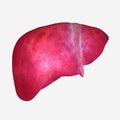 Liver