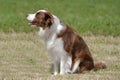 Liver & white collie