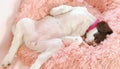 Sleeping puppy dog on pink bed Royalty Free Stock Photo